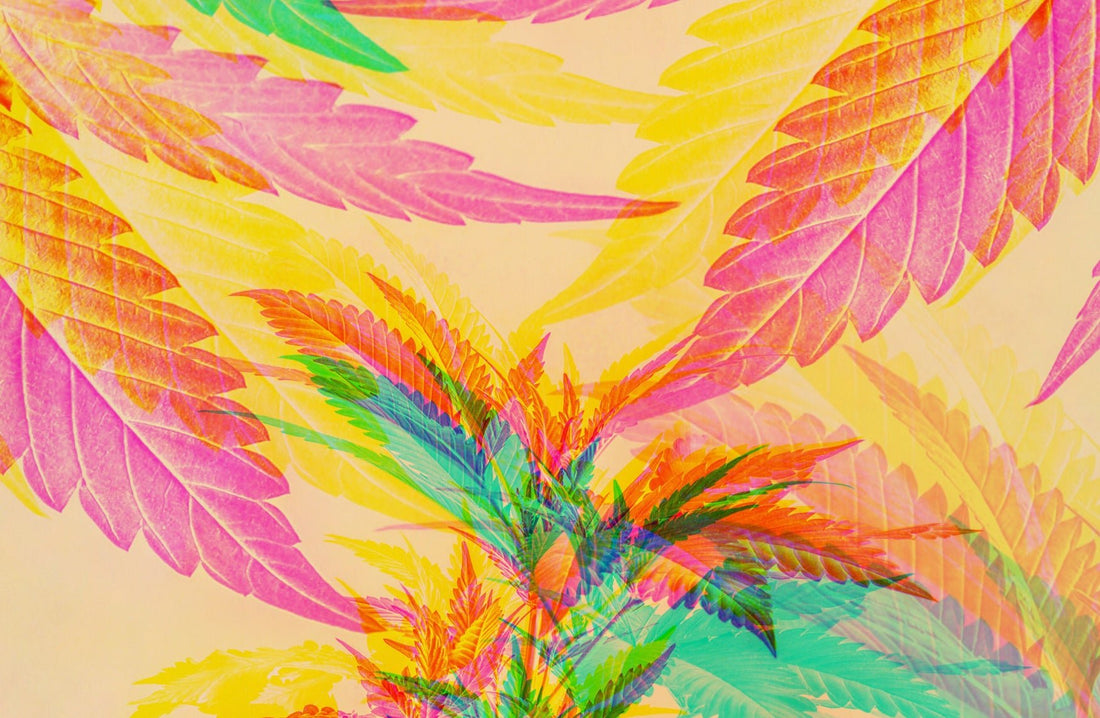 Silk-screen effect hemp leaves shown in pink and green against a yellow-orange background